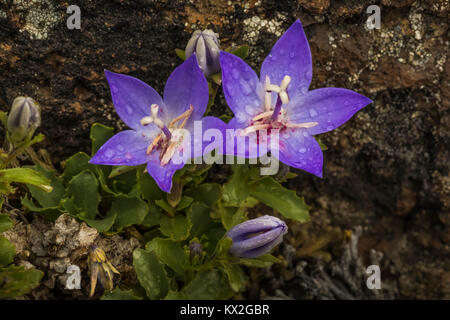 Olympischen Glockenblume, Campanula piperi, eine Wildflower endemisch auf die olympischen Berge und einen Teil von Vancouver Island, die in den felsigen Lebensraum auf Mount Townsend ich Stockfoto