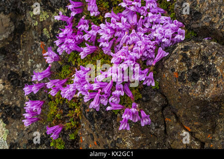 Davidson Penstemon, Penstemon davidsonii, aka Davidso nicht Kalifornischer Mohn und schleichende Penstemon, auf Felsvorsprung auf dem Berg Townsend im Buckhorn Wild Stockfoto