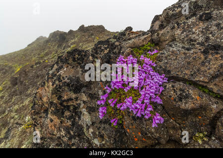 Davidson Penstemon, Penstemon davidsonii, aka Davidso nicht Kalifornischer Mohn und schleichende Penstemon, auf Felsvorsprung auf dem Berg Townsend im Buckhorn Wild Stockfoto