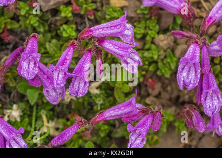 Davidson Penstemon, Penstemon davidsonii, aka Davidso nicht Kalifornischer Mohn und schleichende Penstemon, auf Felsvorsprung auf dem Berg Townsend im Buckhorn Wild Stockfoto