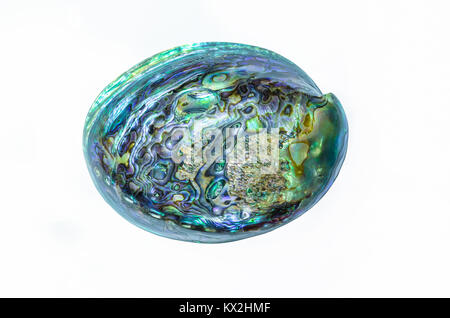 Neuseeland Paua Shell (Haliotis Iris) auf weißem Hintergrund. Stockfoto