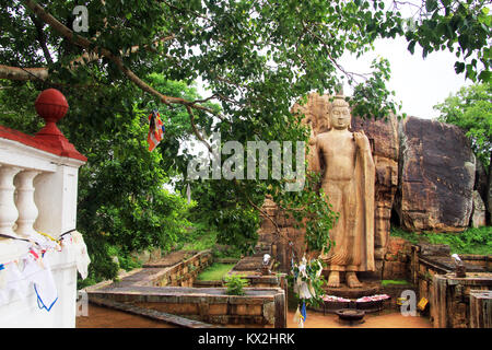 Große Bodhi-baum und Aukana Buddha in Sri Lanka Stockfoto