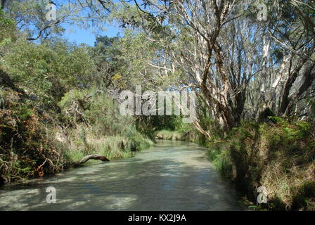 Eli Creek auf Fraser Island, Australien Stockfoto