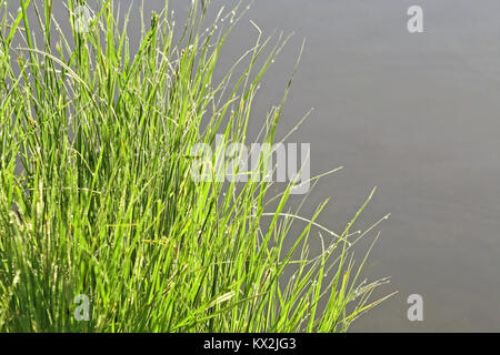 Hohe spindly grüne Grashalme mit winzigen Tautropfen nach einem Regen Stockfoto