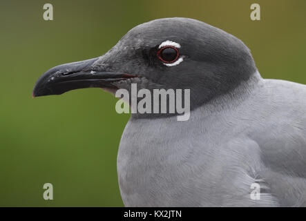 Porträt einer Lava Möwe oder dusky Möwe (Leucophaeus Fuliginosus), sagte, die seltenste Möwe in der Welt zu sein, endemisch auf den Galapagos Inseln ist. Puerto Stockfoto