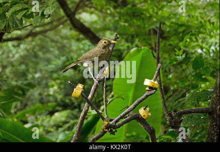 Ein brillenbär Thrush, lateinischer Name Turdus nudigenis, Pausen in die Kamera zu blicken, während Hackordnung auf bananenscheiben auf Branchen Links. Tropische Wald in Stockfoto