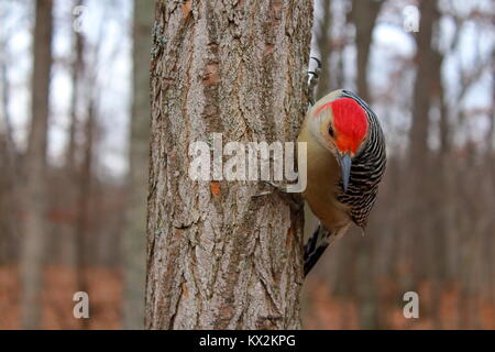 Red-Bellied Specht am Baum Stockfoto