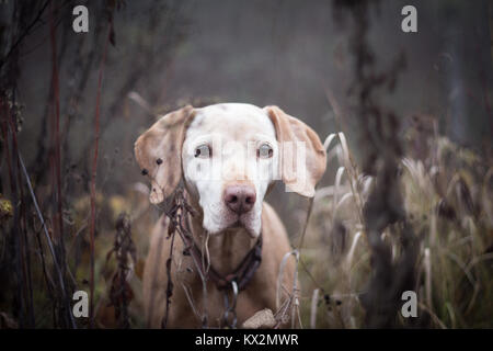 Senior Hund Porträt im Wald Stockfoto