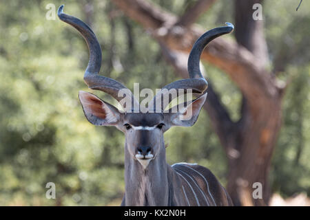 Kudu im Moremi Stockfoto