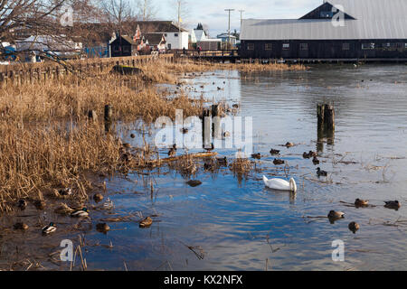 Enten und ein Schwan Fütterung in der saltmarsh am Ufer des Fraser River in Steveston, British Columbia. Stockfoto