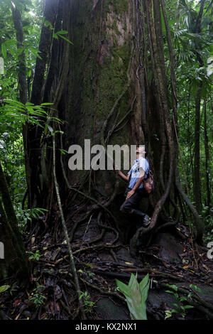 Wanderer auf trail Halbinsel Osa Costa Rica Mahagoni Baum im primären Regenwald. Tropischen Dschungel Baum Stockfoto