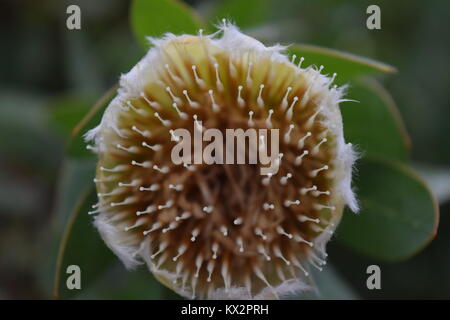 Das Eden Projekt Blume Cornwall england Foto Stockfoto