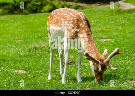 Junge Damwild weiden auf den unteren Hängen des Kleinen Matlock, Bradgate Park, Newton Linford, Leicestershire, England Stockfoto