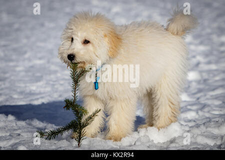 Eine extrem cute puppy golden Doodle spielen mit einem Fir-Filiale in den Schnee. Die Goldenen Ohren und Pfoten sind ganz im Gegensatz zu den weißen Schnee. Die Stockfoto