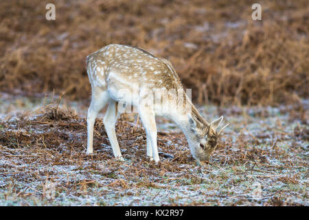 Damwild Weiden inmitten am frühen Morgen Winter Frost in Bradgate Park, Newton Linford, in der Nähe von Leicester, Leicestershire, England Stockfoto