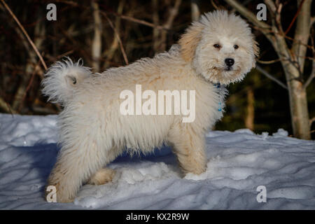 Eine extrem cute puppy golden Doodle im Schnee an einem sonnigen Tag. Die Golden Ears sind wirklich im Gegensatz zu den weißen Schnee. Das Hündchen ich Stockfoto