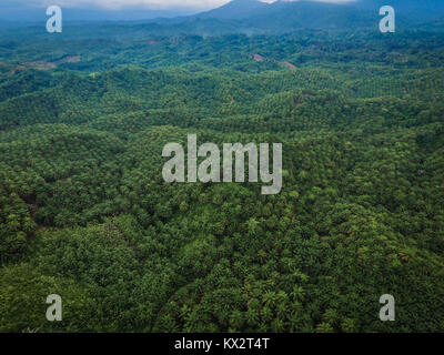 Antenne drone Ansicht der Palmölplantage in der Regentschaft von Luwu Utara, South Sulawesi, Indonesien. Stockfoto