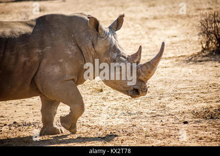 Weiße Nashörner (Rhinocerotidae)) im GocheGanas Natur Reserve in der Nähe von Windhoek, Namibia, south-west Afrika, einer der Big 5 Safari Tiere Stockfoto