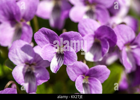 Die Viola jooi oft Lilac' Stockfoto