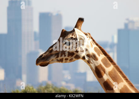 Giraffe Kopf mit Sicht auf die City Skyline im Hintergrund Stockfoto