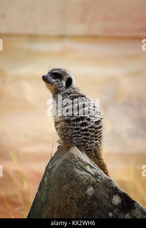 Watchful Erdmännchen, sitzend auf einem Fels Stockfoto