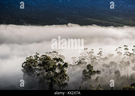 Am frühen Morgen Nebel rollt in die cederberg Mountains in der Nähe von Citrusdal, Western Cape, Südafrika Stockfoto