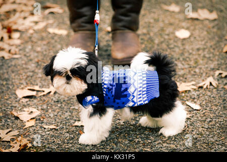 Shih Tzu Welpen Spielen im Laub. Stockfoto