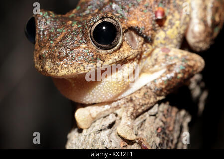 Peron Laubfrosch Stockfoto