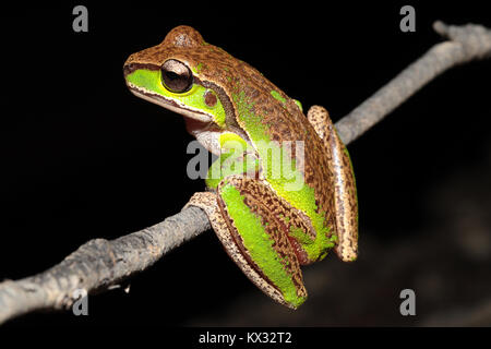 Blue Mountains Tree Frog Stockfoto