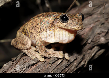 Peron Laubfrosch Stockfoto