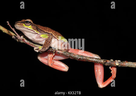 Blue Mountains Tree Frog Stockfoto