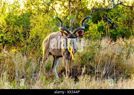 Männliche Kudu mit Blick auf die Kamera in der Savanne im Zentrum von Kruger Nationalpark in Südafrika Stockfoto