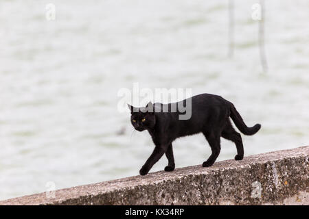 Eine schwarze Katze auf einem Pier am Trasimenischen See (Umbrien) Stockfoto