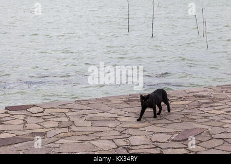 Eine schwarze Katze auf einem Pier am Trasimenischen See (Umbrien) Stockfoto