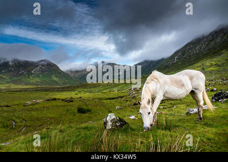 Weißes Pferd auf einer grünen Wiese. Ein Connemara Pony frisst Gras in die Twelve Bens Region von Irland Stockfoto