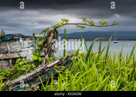 Das Wrack eines alten hölzernen Angeln Boot ist in der Vegetation irgendwo an der Küste in der Nähe des Hafens von Roundstone begraben in Connemara, Irland Stockfoto