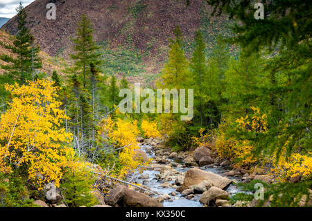 Bergbach im Herbst Farben: Diable Fluss unter den Kiefern und Birken an den Hängen des Mount Albert in der gaspé Halbinsel von Quebec Stockfoto