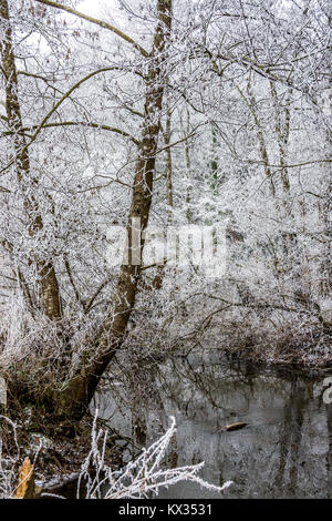 Frosted Bäume am Ufer eines Flusses. Die Äste der Bäume sind mit Frost bedeckt während der Fluss noch nicht eingefroren ist. Stockfoto