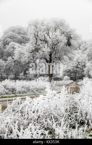 Gefrorene Landschaft. Ein Feldweg in den Wald. An diesem kalten Wintermorgen, die Büsche, Bäume und Zäune sind mit Frost bedeckt Stockfoto