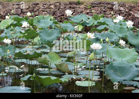 Weißen Lotusblüten im Teich in der Nähe von Hue, Vietnam Stockfoto