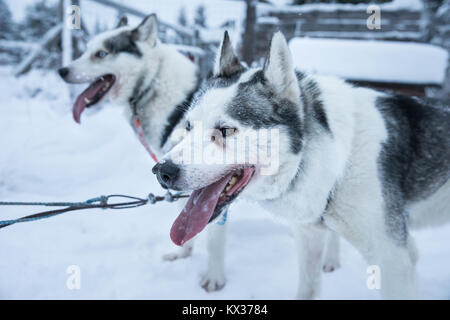 Müde Schlittenhunde entspannend nach einem verschneiten Hundeschlitten Reise auf einem weißen Arktischen Tag. Riisitunturi, Kuusamo, Finnland. Stockfoto