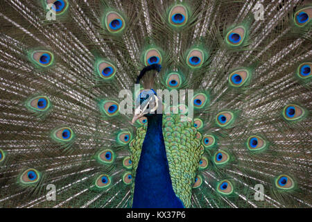 Close up abstract Schuß von Pfauenfedern Stockfoto