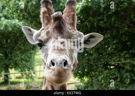 Giraffe auf der Suche direkt in die Kamera auf Augenhöhe Stockfoto