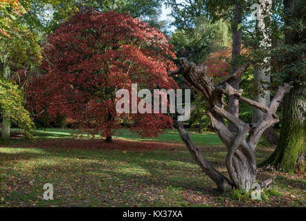 Knorrige Herbst Baum Stockfoto