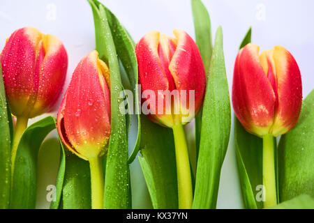 Schöne Tulpen Rot und Gelb, auf einem weißen Hintergrund, Raum für Text Stockfoto