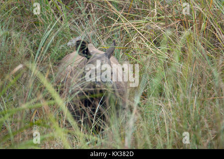 Größere horner Rhino (Rhinoceros unicornis) stehen in langen Gras in Chitwan Nationalpark Nepal Stockfoto