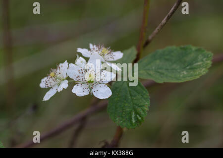 Blossom von Blackberry Rubus fruticosus Stockfoto