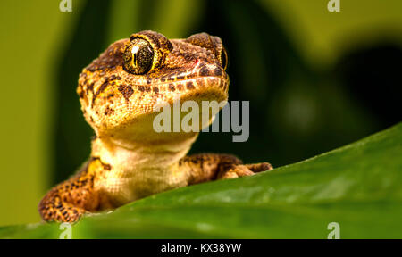 Ein Makro Bild eines madagassischen Boden Gecko (Paroedura pictus) Stockfoto