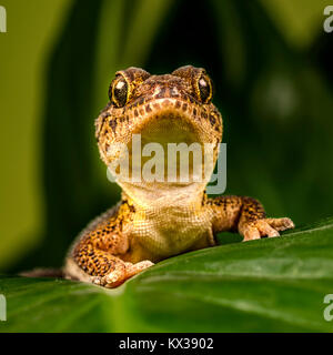 Ein Makro Bild eines madagassischen Boden Gecko (Paroedura pictus) Stockfoto