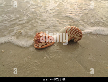 Natürliche Nautilus und König Helm Muschel Muscheln am Strand Absturz von der Welle, Thailand Stockfoto